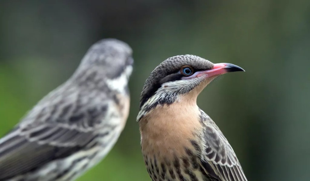 Why Do Birds Forget Their&nbsp;Songs?